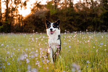Naklejka na ściany i meble Border collie enjoying a field with purple flowers, portrait of a trained dog 