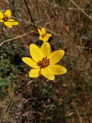 Flor amarrilla en jardín