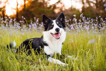 Border collie enjoying a field with purple flowers, portrait of a trained dog  