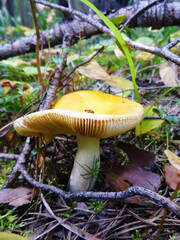 The yellow mushroom Russulaceae grows in the forest. Close-up. Edible mushrooms.