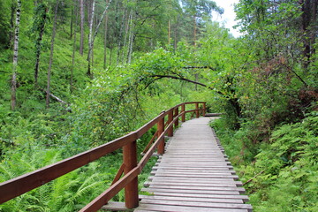 Promenade in the forest. Siberia. Krasnoyarsk
A pedestrian path in the Krasnoyarskie Stolby National Park. Russia. Krasnoyarsk