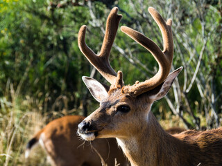 Obraz premium Deer with antlers in a residential neighborhood of Ocean Shores - Washington state, USA