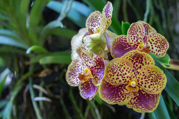 Orchid flower in orchid garden at winter or spring day. Vanda Orchidaceae