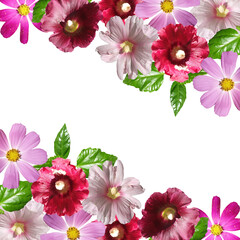 Beautiful floral background of mallow and cosmea. Isolated