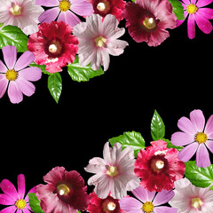 Beautiful floral background of mallow and cosmea. Isolated