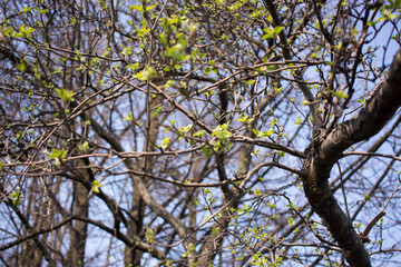 the first birch leaves sprang from the buds on bright spring day