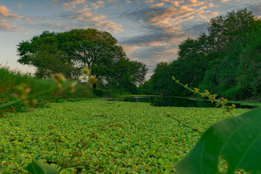 peque&ntilde;a laguna llena de camalotes