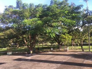 Obraz premium park country