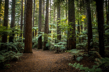 Redwoods forest in Rotorua, Bay of Plenty, new Zealand - Powered by Adobe