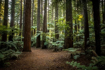Foto auf Alu-Dibond Redwoods forest in Rotorua, Bay of Plenty, new Zealand © rodcoffeehill