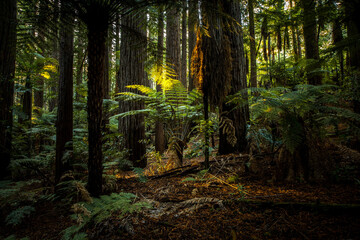 Redwoods forest walk in Rotorua, new Zealand  - obrazy, fototapety, plakaty