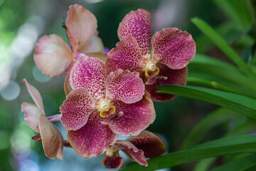 Orchid flower in orchid garden at winter or spring day. Vanda Orchidaceae © phanthit malisuwan