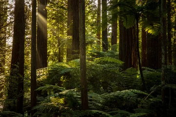 Redwoods-Waldspaziergang in Rotorua, Neuseeland © rodcoffeehill