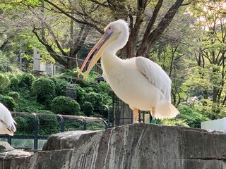 pelican on the beach