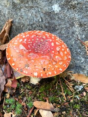 Poisonous orange skin with white spots mushroom in the forest