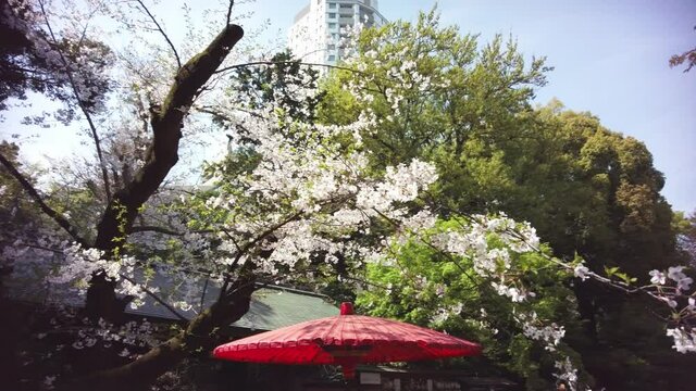 東京都港区乃木坂にある乃木神社に咲く桜