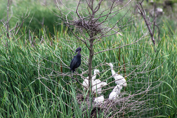 Adult Little Blue Heron near nest of Juveniles