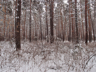 Fototapeta premium Winter Siberian forest, Omsk region