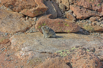 Pika Sitting on a rock facing the sun