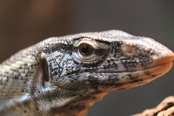 Close up of a Nile monitor. Nile monitor is lying on the log of the tree. Upper part of the body.