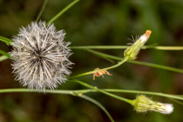 detail of white dandelion flower (Taraxacum officinale) in Brazil