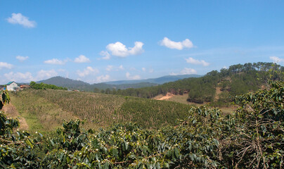 Fototapeta na wymiar View of the coffee plantation in the vicinity of Dalat