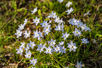 blue flowers