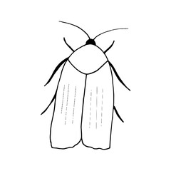moth icon. hand drawn doodle style. vector, minimalism, monochrome, sketch. insect, butterfly.