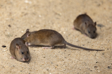 Black Rats feeding on bird seed in bird aviary