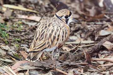 Inland Dotterel at foraging on ground