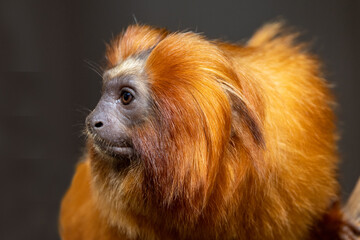Golden Lion Tamarin