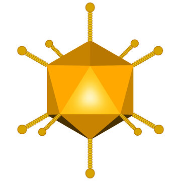 Yellow Adenovirus 