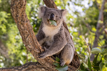 Obraz premium Koala feeding on gum leaves