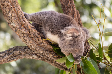 Koala feeding on gum leaves