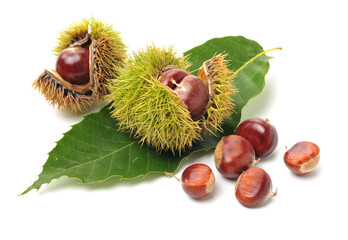 chestnut on a white background