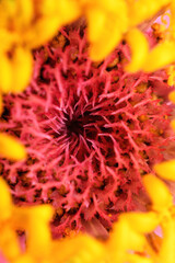 Close-up of the zinnia flower, extreme macro. Floral background. Vertical photo