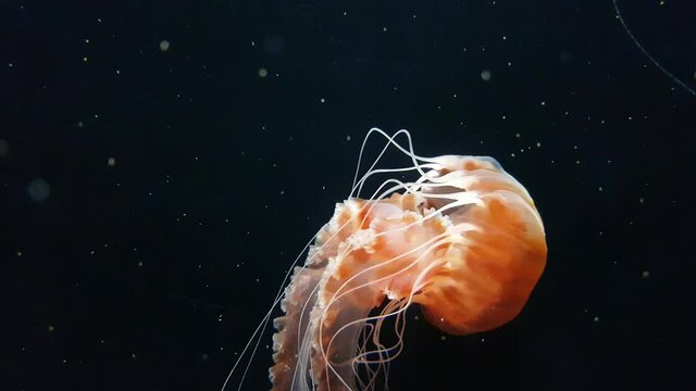  Sea Nettle swimming in a tank. Black jellyfish or Sarlacc jellyfish.