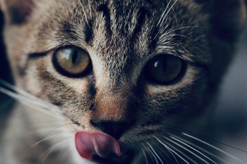 見つめながら舌なめずりをするキジトラの子猫