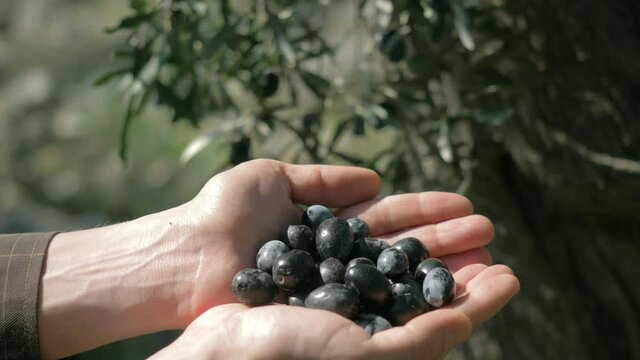 worker harvesting olives in italy. harvesting olive trees in autumn for making olive oil. fruit trees in mediterranian.