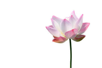 pink lotus bloom isolated on white background. lotus flower is buddhist beliefs, spiritual and meditation
