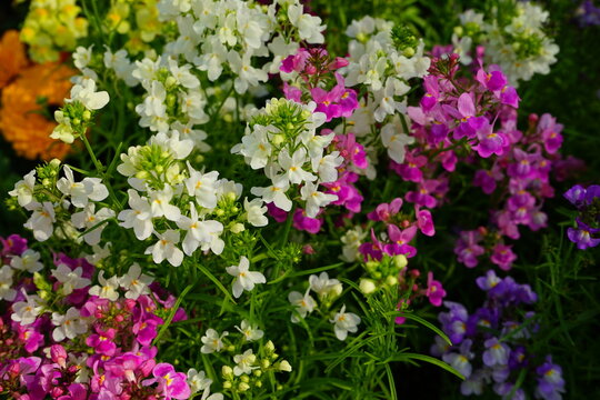 168 Best 姫金魚草 Images Stock Photos Vectors Adobe Stock