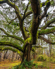 Fototapeta premium Old Oak Tree