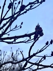 Branches of trees on a background of blue sky close-up.