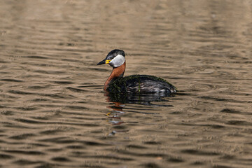 Fototapeta premium Red-necked grebe with water plants on the back swimming in lake with small waves