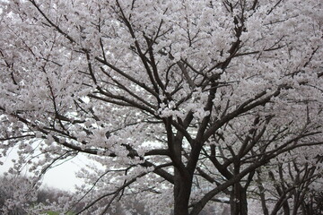 Fototapeta na wymiar Cherry blossom path walk