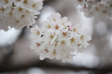 Cherry blossom path walk