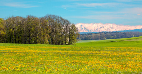 Beautiful landscape with green meadows, yellow and white daisy flowers, Snowy Mountains in the background