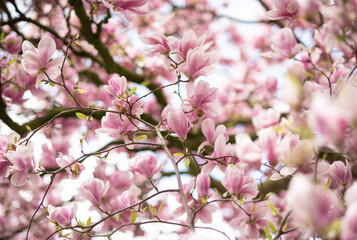 Magnolien Baum im Park