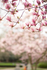 Magnolien Baum im Park
