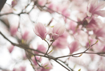 Magnolien Baum im Park